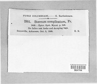 Stereum complicatum image